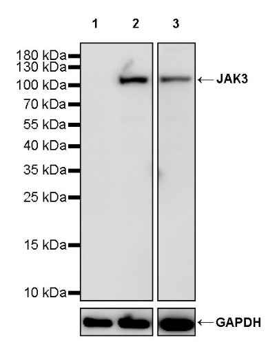 JAK3 Recombinant Rabbit mAb (S-1979-11)