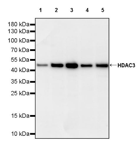 HDAC3 Recombinant Rabbit mAb (S-1977-31)