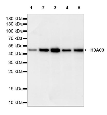 HDAC3 Recombinant Rabbit mAb (S-1977-31)