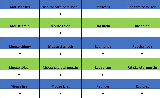 TOMM40 Rabbit Polyclonal Antibody