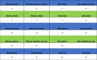 TOMM40 Rabbit Polyclonal Antibody