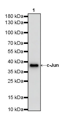 c-Jun Recombinant Rabbit mAb (S-494-457)