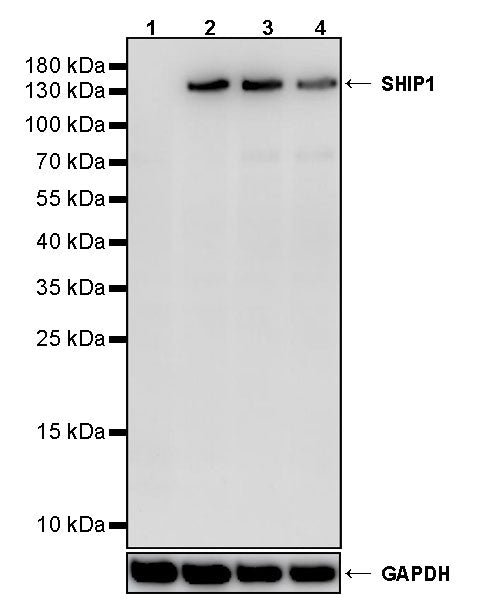 SHIP1 Recombinant Rabbit mAb (S-4235-32)