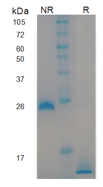 TGF-β3 Protein, Human