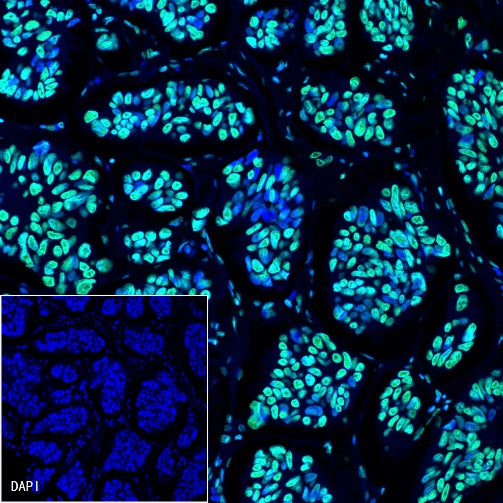 Histone H3 Recombinant Rabbit mAb (Alexa Fluor® 488 Conjugate) (S-266-44)