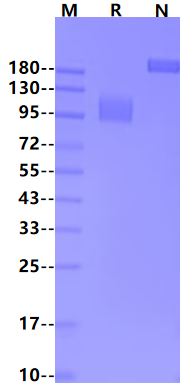Interferon alpha/beta receptor 1 Fc Chimera Protein, Human