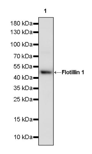 Flotillin 1 Rabbit Polyclonal Antibody