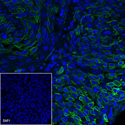 B7-H3 Recombinant Rabbit mAb,PBS Only (SDT-249-26)