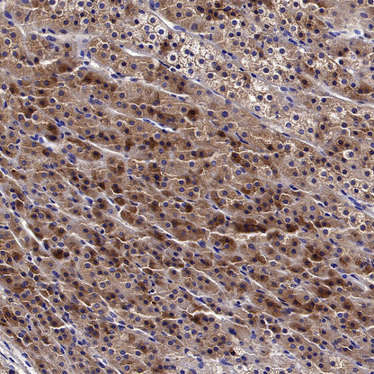Inhibin alpha Recombinant Rabbit mAb (SDT-3212-24)