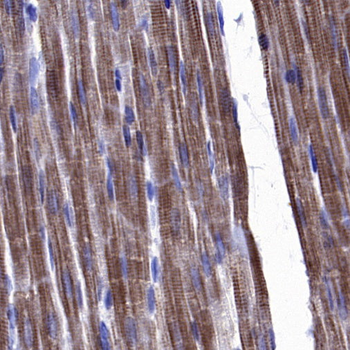 CA4 Recombinant Rabbit mAb (S-2339-24)