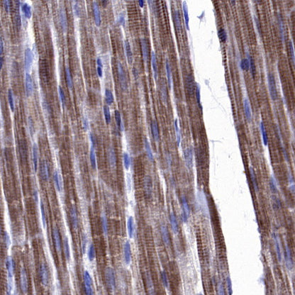 CA4 Recombinant Rabbit mAb (S-2339-24)