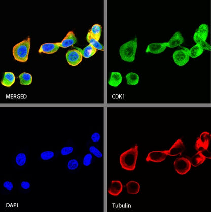 CDK1 Recombinant Rabbit mAb (S-1374-66)