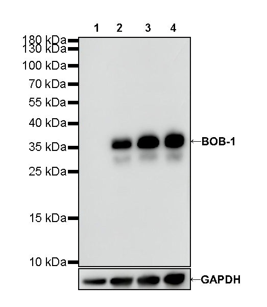 S-RMab® BOB-1 Recombinant Rabbit mAb (SDT-R115)