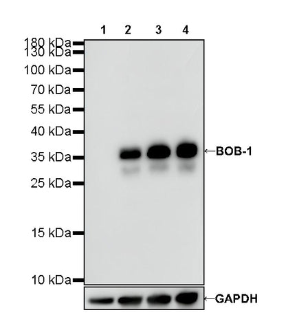 S-RMab® BOB-1 Recombinant Rabbit mAb (SDT-R115)