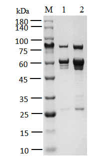 CDK1/CycB1 Protein