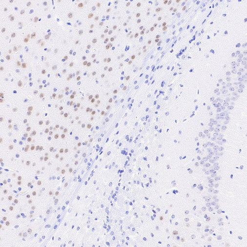 LMO4 Recombinant Rat mAb (S-5963)