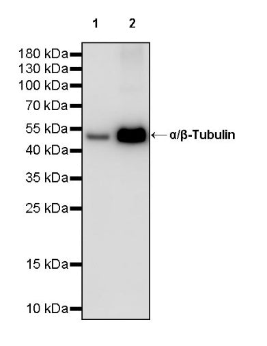 α/β-Tubulin Antibody Rabbit Polyclonal Antibody