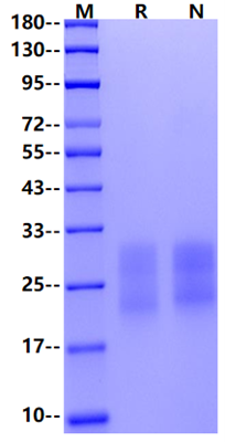 CD63 His Tag Protein, Human