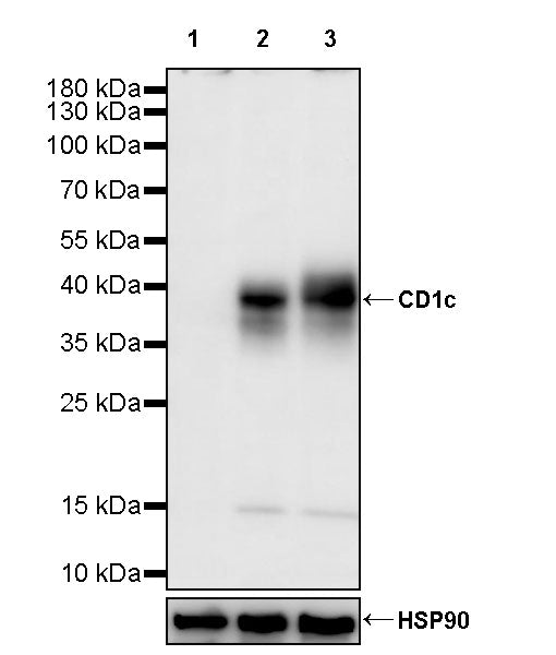 CD1c Recombinant Rabbit mAb (S-5242)