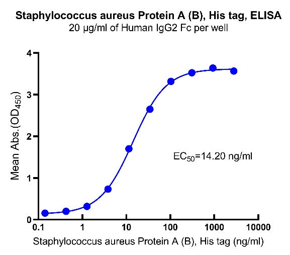 Staphylococcus aureus Protein A (B) His Tag, Human