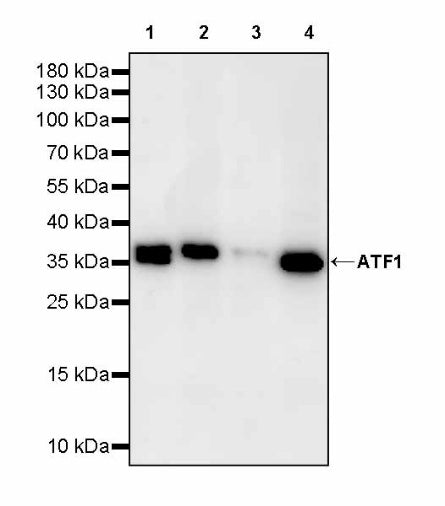 ATF1 Recombinant Rabbit mAb (S-2883-124)