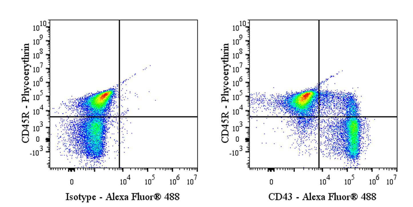 Alexa Fluor® 488 Mouse Anti-Rat CD43 Antibody (W3/13)