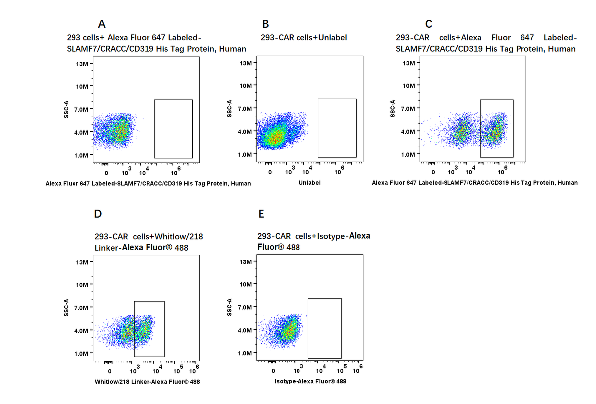 Alexa Fluor 647-Labeled SLAMF7/CRACC/CD319 Fc Chimera Protein, Human