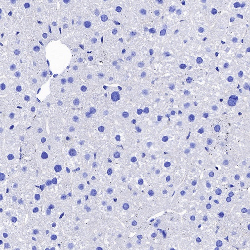 NeuN Recombinant Rabbit mAb (SDT-432-1)