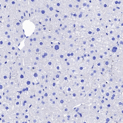 NeuN Recombinant Rabbit mAb (SDT-432-1)