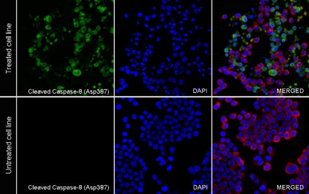 Cleaved Caspase-8 (Asp387) Recombinant Rabbit mAb (S-2953)