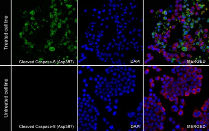 Cleaved Caspase-8 (Asp387) Recombinant Rabbit mAb (S-2953)