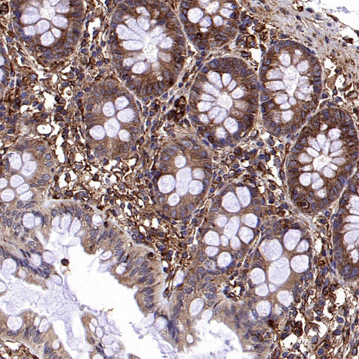 IFITM3 Rabbit Polyclonal Antibody