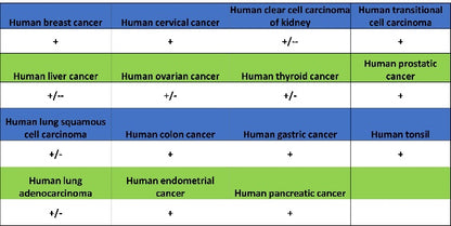 RNF40 Recombinant Rabbit mAb (S-1068-279)