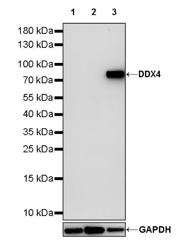 DDX4 Recombinant Rabbit mAb (S-1570-48)