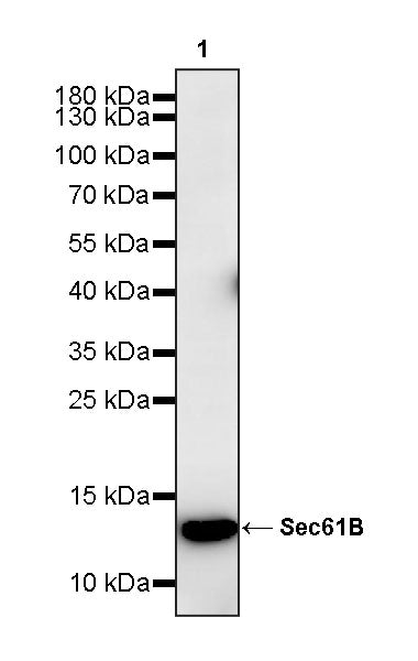 Sec61B Rabbit Polyclonal Antibody