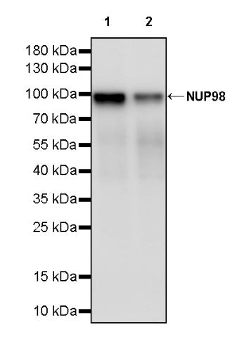 NUP98 Recombinant Rat mAb (S-3384)