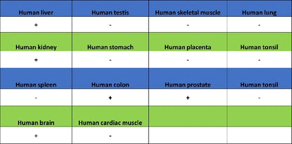 iNOS Recombinant Rabbit mAb (S-2493-61)
