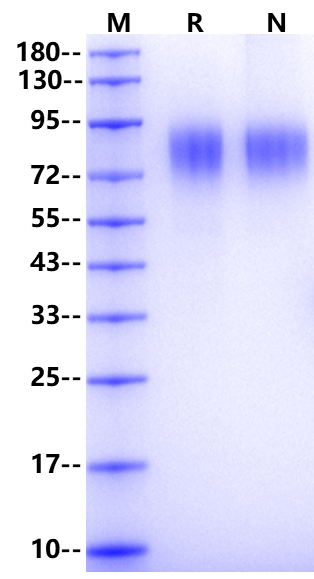 TPO (335aa) Protein, Mouse