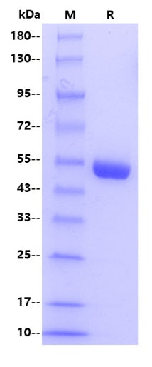 Human Intrinsic Factor/CBLIF Protein, His tag