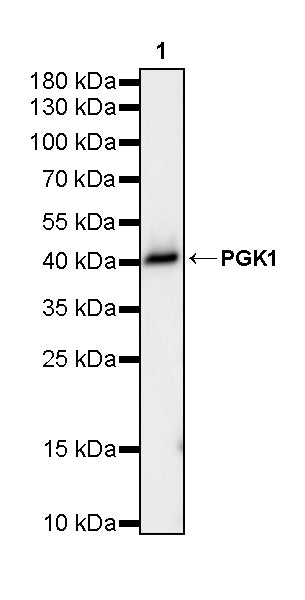 PGK1 Mouse mAb