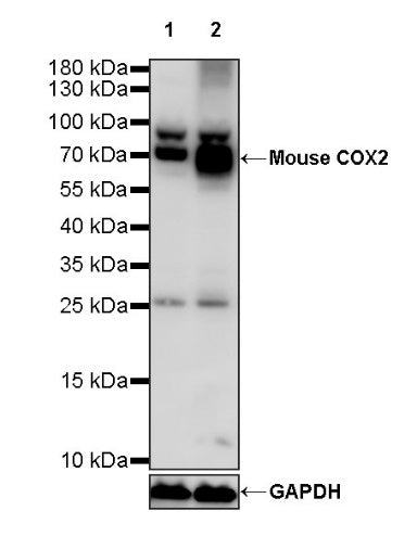 COX2 Recombinant Rabbit mAb (S-870-18)
