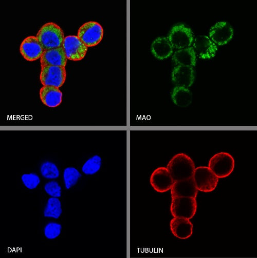 MAOA Rabbit Polyclonal Antibody