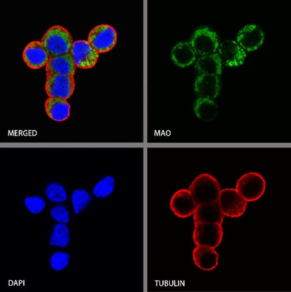 MAOA Rabbit Polyclonal Antibody