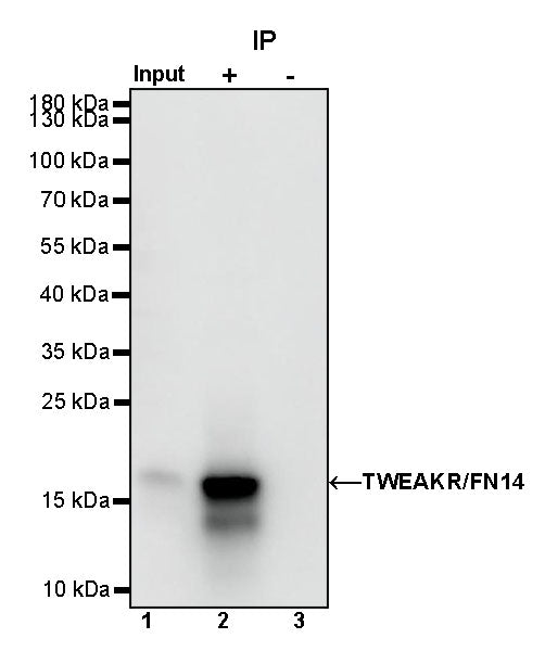 TWEAKR/FN14 Recombinant Rabbit mAb (S-913-1)
