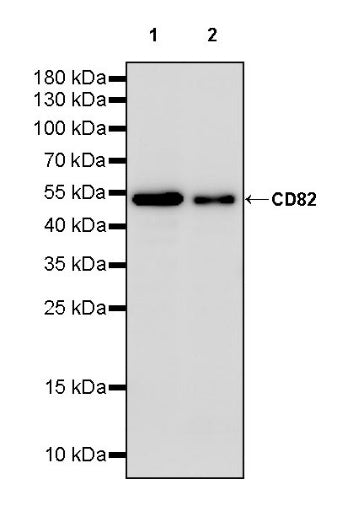 CD82 Recombinant Rabbit mAb (S-1777-170)
