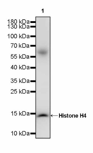 Histone H4 Recombinant Rabbit mAb (S-499-253)