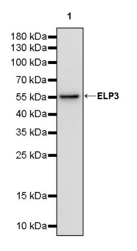 ELP3 Rabbit Polyclonal Antibody
