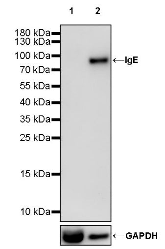 IgE Recombinant Rabbit mAb (S-1497-55)