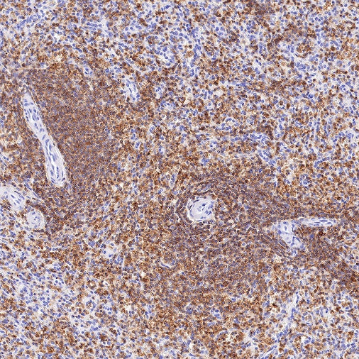 CD50 Rabbit Polyclonal Antibody