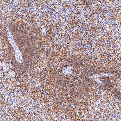 CD50 Rabbit Polyclonal Antibody